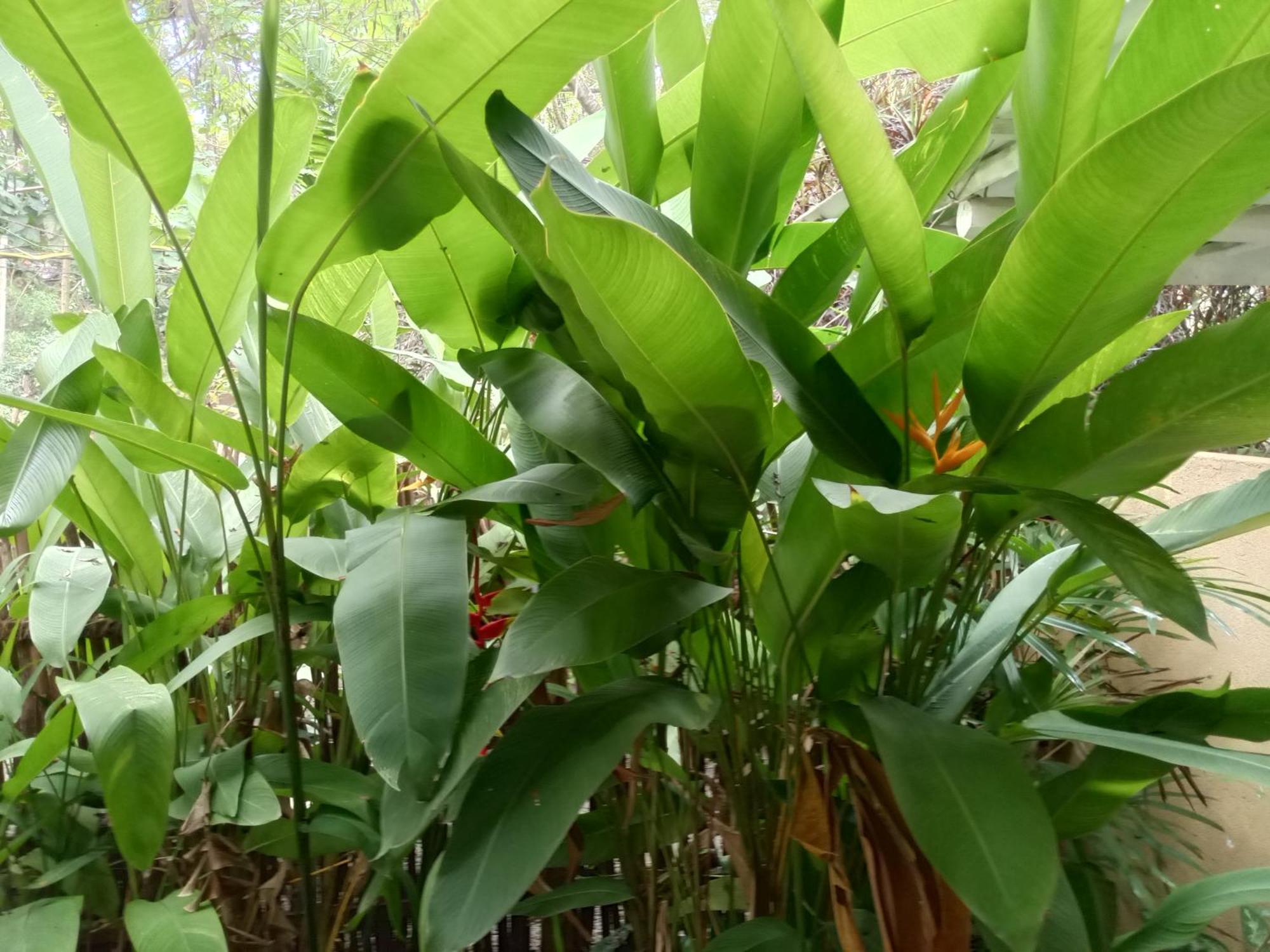 Hiriketiya Mahi Surf Apartment Dikwella Bagian luar foto